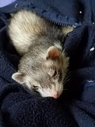 Ferrets are excellent at chewing pieces off their toys, so be sure any toys you make have no small parts she. Diy Ferret Play Dresser Toys That Ferrets Love