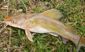 Check 'pollock' translations into malay. What Are Some Common Seafood That You Can Find In Malaysia Quora