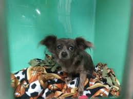 Maybe you would like to learn more about one of these? Animal Care Hospital Of Waterford Mi