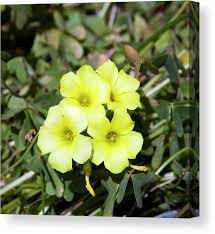 Image result for Oxalis pes-caprae