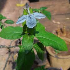 Acanthaceae a most unusual flower color of aquamarine on this small shade loving greenhouse plant. Crossandra Infundibuliformis Green Ice Firecracker Flower Green Ice In Gardentags Plant Encyclopedia