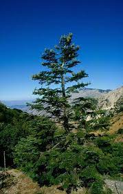 Endangered Plants Endangered Species Endangered