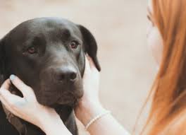 Whether your little fur ball loves bacon flavored treats, is a salmon connoisseur, or will eat just about anything. Alleviating Anxiety Stress And Depression With The Pet Effect Anxiety And Depression Association Of America Adaa