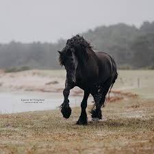 Pin By Barb Retzloff On Friesian Horses Pretty Horses Friesian Horse Horses