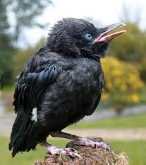 Baby Crow 9gag