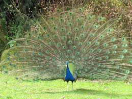 Bird With No Tail Feathers 15 Birds With Spectacularly Fancy Tail Feathers Tail Feathers Bird Species Peafowl
