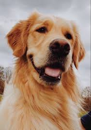 Maybe you would like to learn more about one of these? Pinterest Macywillcutt In 2021 Golden Retriever Golden Retriever Puppy Dogs