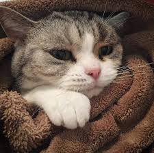 Hermitcraft Jellie Minecraft Funny Cute Funny Animals How To Play Minecraft