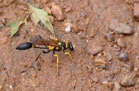 Image result for Schizostephanus alatus