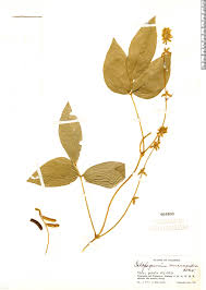 Image result for Calopogonium mucunoides