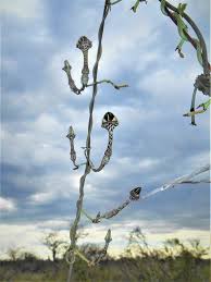 Image result for Ceropegia nilotica