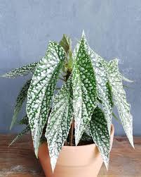 Image result for Begonia poculifera