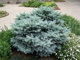 Top rated · premium quality · pay over time with affirm Dwarf Blue Spruce Houzz