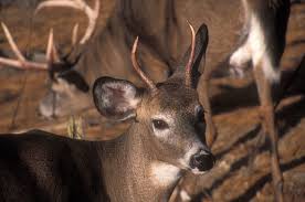 When they get up they stretch, walk a few yards from the bed and urinate, wander around a bit while eating, not usually traveling more than a hundred yards, and then lay down again. Home Range Movements Understanding Seasonal Deer Movement Mossy Oak