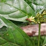 Image result for Aidia micrantha