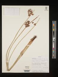 Image result for Schoenoplectus muricinux