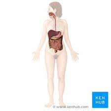 A human heart is about the size of a large fist. Human Body Systems Overview Anatomy Functions Kenhub