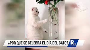 Este felino fue muy popular en todo el mundo. Hoy Es El Dia Internacional Del Gato Larazon Co