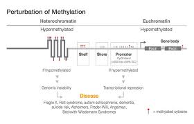 Methylation Sequencing Sequence Bisulfite Converted Dna
