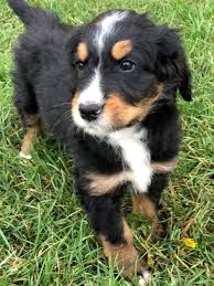 We will have standard bernedoodles, mini bernedoodles, tiny bernedoodles, teddy bear bernedoodles, and australian bernedoodles. Bernedoodle Puppies For Sale Palo Alto Ca 340167