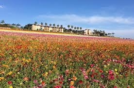 It is an international airport and serves the area of san diego metropolitan area, united states. Carlsbad Flower Fields Free Viewing Area No Admission Fee