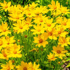 Image result for Coreopsis lanceolata