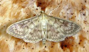 Many moths are attracted to light and food. How To Get Rid Of Moths And Prevent An Infestation Pest Defence