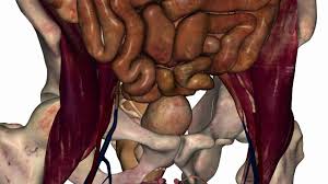 Most of the male reproductive system is located outside of your abdominal cavity or pelvis. Male Abdomen Youtube