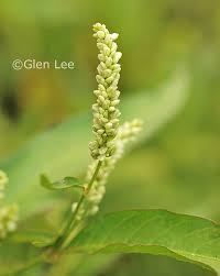Image result for Persicaria lapathifolia