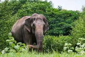 Vantara Breaks Its Silence On The Mahadevi Madhuri Case – PMN Patralok