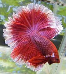 Image Tinypic Gratis Vardtjanst For Bilder Foton Och Video Betta Fish Betta Fish Care Beautiful Fish