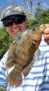 The results of fishing for wild tilapia in the lake today... a bonus of one  snakehead fish... very satisfying fishing friends..