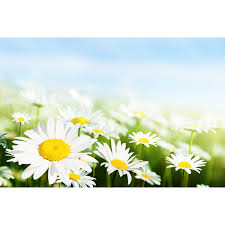 Fotótapéta - Kamilla 18 - 225x150cm