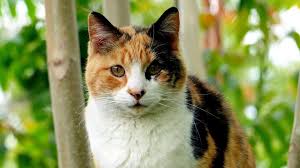 Have your male cat arnold origin: 119 Best Calico Cat Names For 2020 With Rankings The Dog People By Rover Com
