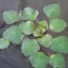 Image result for Trapa natans