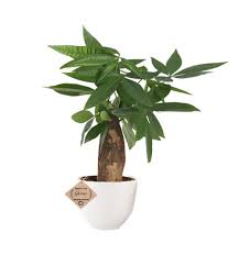 5 out of 5 stars. Abana Homes Indoor Plants Pachira Bonsai Money Tree In Ceramic Pot Amazon In Garden Outdoors