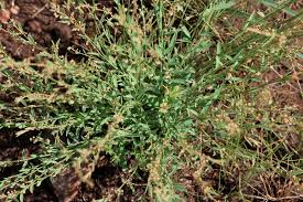 Image result for Phyllanthus pentandrus