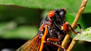 There is no word of proper english, or indeed germanic, etymology for the insect. Cicadas To Reemerge In Us For First Time In 17 Years