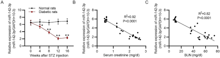Chile, officially the republic of chile, is a country in western south america.it occupies a long, narrow strip of land between the andes to the east and the pacific ocean to the west. Mir 142 3p Ameliorates High Glucose Induced Renal Tubular Epithelial Cell Injury By Targeting Bod1 Springerlink