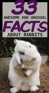 33 Awesome Rabbit Facts To Impress Your Friends Pet Bunny Rabbits Rabbit Facts Bunny Cages