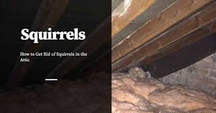 Pests and vermin may become evident in rental properties at some stage during a tenancy. How To Get Rid Of Squirrels In The Attic Pest Control Products