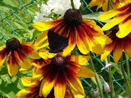 Blooming from late summer through frost, coneflowers bring saturated warm color and height—they grow anywhere from three to ten feet tall—to beds and borders. Pin Auf Annuals