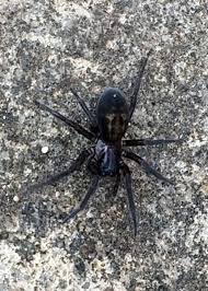 Whilst there's been a lot of excitement surrounding the new marvel disney plus shows, it's been well over a year since we last saw an mcu film released. Army Of Dangerous Spiders About To Invade Devon Homes As Temperatures Plummet And It S All Torquay S Fault Devon Live