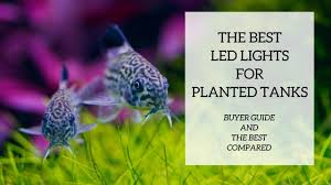 Best led aquarium grow lights. Best Led Light Fixtures For Planted Tanks Guide Reviews Fish Tank World