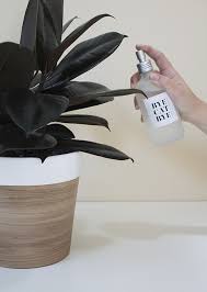 Finally A Diy Way To Keep Cats Plants From Ruining Each Other S Lives Cat Plants Cat Repellant Cat Diy