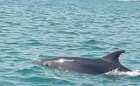 Licata Coppia Di Delfini Al Porto Curiosita E Scatti Dei Tanti Presenti