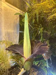 Ogród botaniczny uw informuje, że roślina zakwitnie w ciągu. Zy7g5lt4qteqim