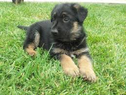 Buy german shepherd puppies for $599, trained & fully vaccinated puppies. German Shepherd Puppies For Sale In San Diego California Classified Americanlisted Com