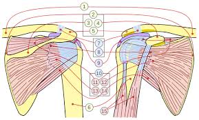 The fibers pass lateralward, and, gradually converging, end in a tendon which. Rotator Cuff Wikipedia
