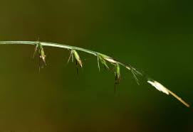 Image result for Oplismenus undulatifolius